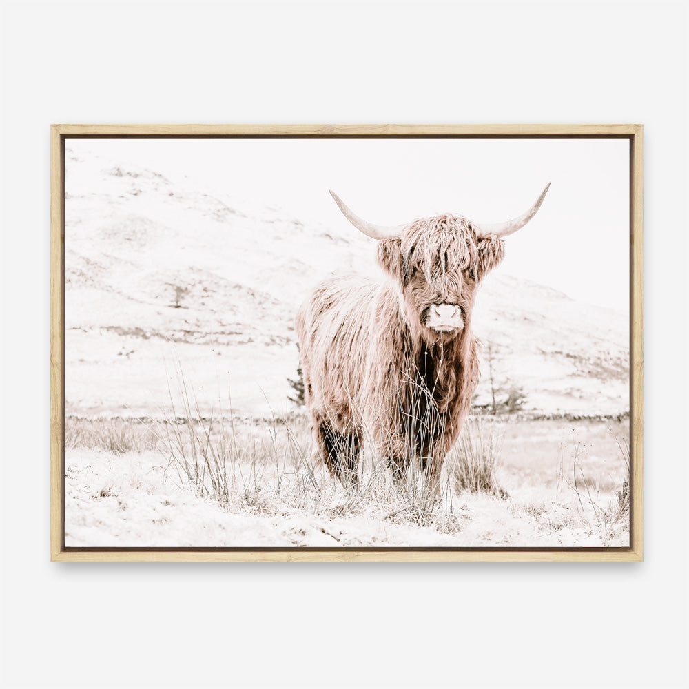Shop Highland Cow III Photo Canvas Print a photography framed stretched canvas print from The Print Emporium wall artwork collection - Buy Australian made prints for the home and your interior decor space, TPE-551-CA-35X46-NF