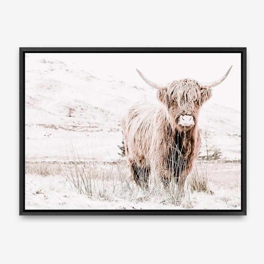 Shop Highland Cow III Photo Canvas Print a photography framed stretched canvas print from The Print Emporium wall artwork collection - Buy Australian made prints for the home and your interior decor space, TPE-551-CA-35X46-NF