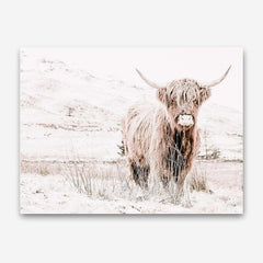 Shop Highland Cow III Photo Canvas Print a photography framed stretched canvas print from The Print Emporium wall artwork collection - Buy Australian made prints for the home and your interior decor space, TPE-551-CA-35X46-NF