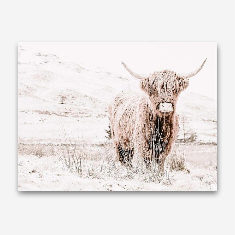 Shop Highland Cow III Photo Canvas Print a photography framed stretched canvas print from The Print Emporium wall artwork collection - Buy Australian made prints for the home and your interior decor space, TPE-551-CA-35X46-NF