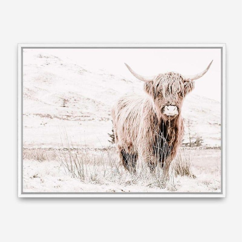 Shop Highland Cow III Photo Canvas Print a photography framed stretched canvas print from The Print Emporium wall artwork collection - Buy Australian made prints for the home and your interior decor space, TPE-551-CA-35X46-NF