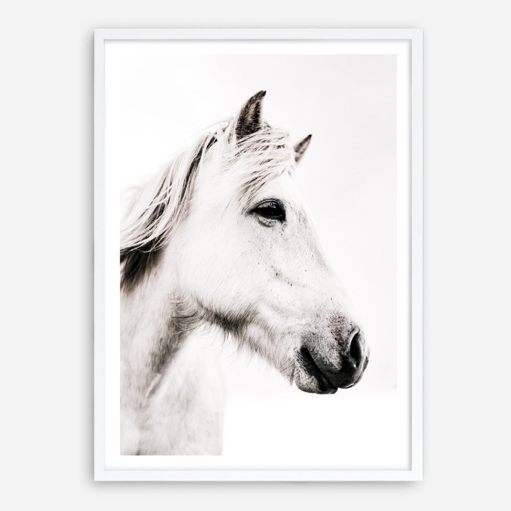 Shop Icelandic Horse Photo Art Print a photography wall art print from The Print Emporium wall artwork collection - Buy Australian made fine art poster and framed prints for the home and your interior decor room, TPE-558-AP
