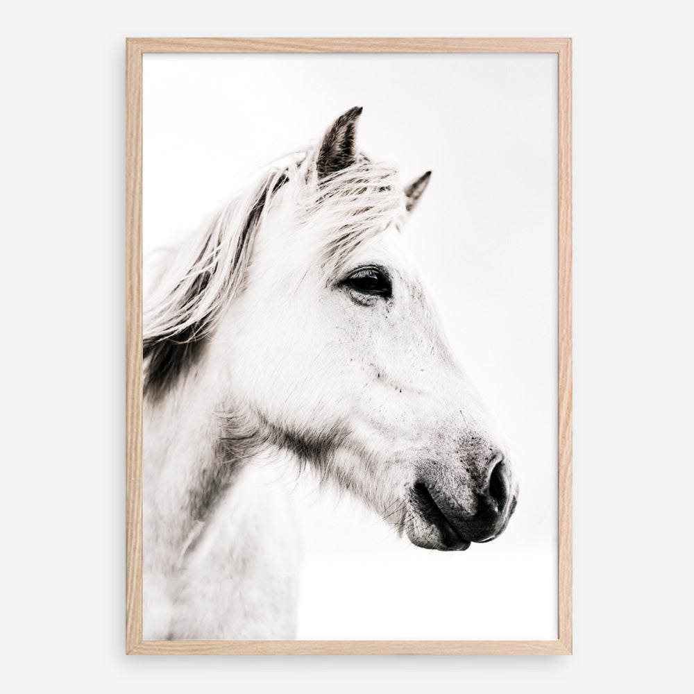 Shop Icelandic Horse Photo Art Print a photography wall art print from The Print Emporium wall artwork collection - Buy Australian made fine art poster and framed prints for the home and your interior decor room, TPE-558-AP