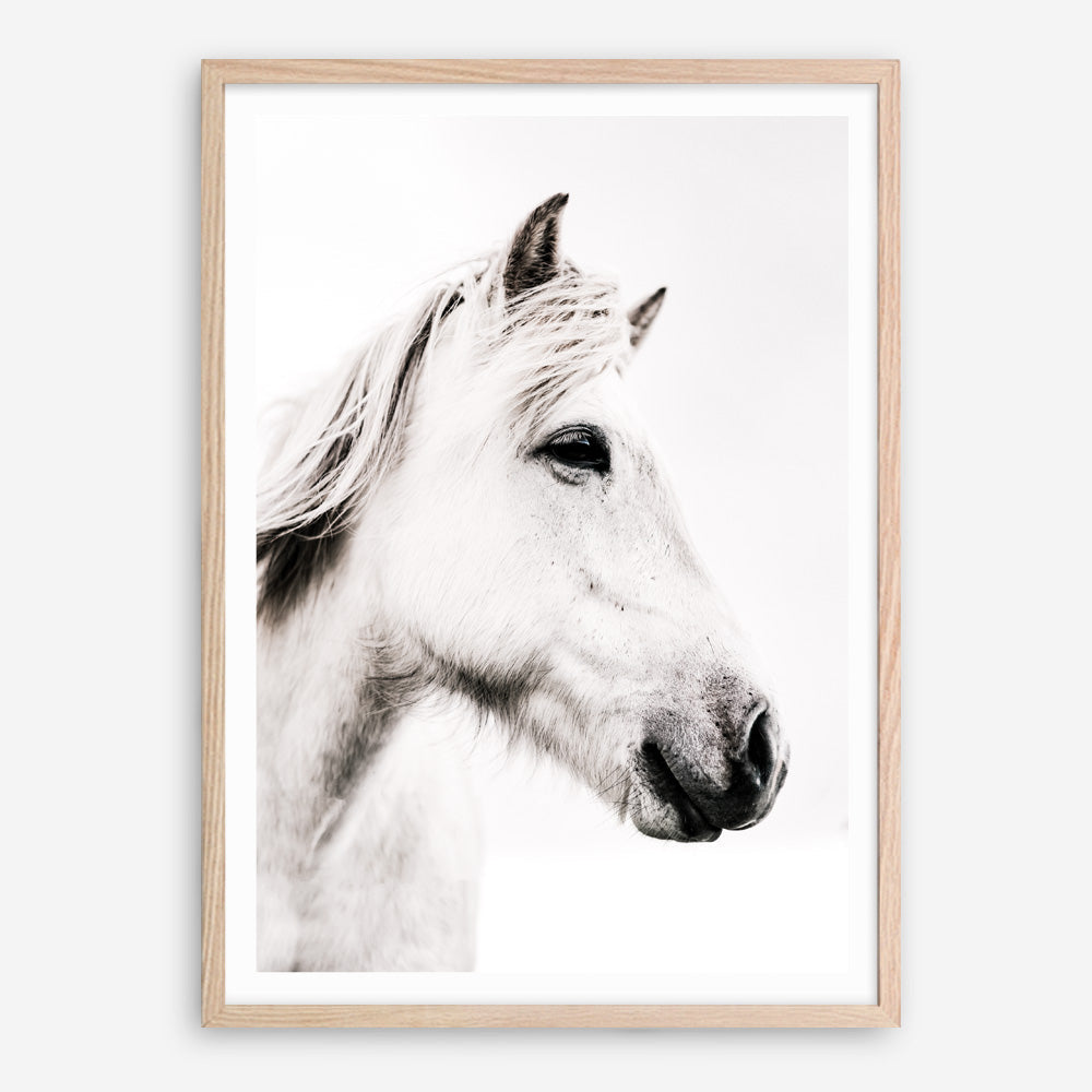 Shop Icelandic Horse Photo Art Print a photography wall art print from The Print Emporium wall artwork collection - Buy Australian made fine art poster and framed prints for the home and your interior decor room, TPE-558-AP
