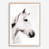 Shop Icelandic Horse Photo Art Print a photography wall art print from The Print Emporium wall artwork collection - Buy Australian made fine art poster and framed prints for the home and your interior decor room, TPE-558-AP