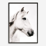 Shop Icelandic Horse Photo Art Print a photography wall art print from The Print Emporium wall artwork collection - Buy Australian made fine art poster and framed prints for the home and your interior decor room, TPE-558-AP