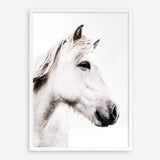 Shop Icelandic Horse Photo Art Print a photography wall art print from The Print Emporium wall artwork collection - Buy Australian made fine art poster and framed prints for the home and your interior decor room, TPE-558-AP