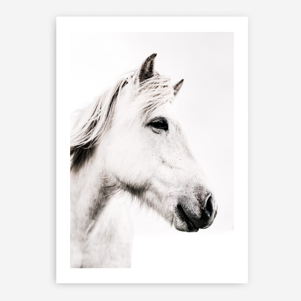 Shop Icelandic Horse Photo Art Print a photography wall art print from The Print Emporium wall artwork collection - Buy Australian made fine art poster and framed prints for the home and your interior decor room, TPE-558-AP