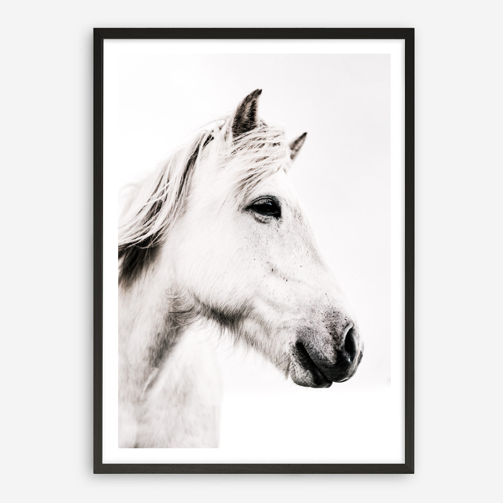 Shop Icelandic Horse Photo Art Print a photography wall art print from The Print Emporium wall artwork collection - Buy Australian made fine art poster and framed prints for the home and your interior decor room, TPE-558-AP