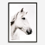 Shop Icelandic Horse Photo Art Print a photography wall art print from The Print Emporium wall artwork collection - Buy Australian made fine art poster and framed prints for the home and your interior decor room, TPE-558-AP