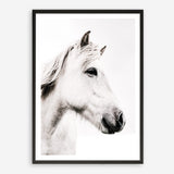 Shop Icelandic Horse Photo Art Print a photography wall art print from The Print Emporium wall artwork collection - Buy Australian made fine art poster and framed prints for the home and your interior decor room, TPE-558-AP