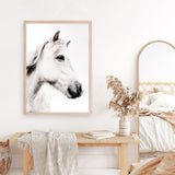 Shop Icelandic Horse Photo Art Print a photography wall art print from The Print Emporium wall artwork collection - Buy Australian made fine art poster and framed prints for the home and your interior decor room, TPE-558-AP
