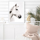 Shop Icelandic Horse Photo Art Print a photography wall art print from The Print Emporium wall artwork collection - Buy Australian made fine art poster and framed prints for the home and your interior decor room, TPE-558-AP