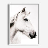 Shop Icelandic Horse Photo Canvas Print a photography framed stretched canvas print from The Print Emporium wall artwork collection - Buy Australian made prints for the home and your interior decor space, TPE-558-CA-35X46-NF