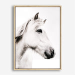 Shop Icelandic Horse Photo Canvas Print a photography framed stretched canvas print from The Print Emporium wall artwork collection - Buy Australian made prints for the home and your interior decor space, TPE-558-CA-35X46-NF