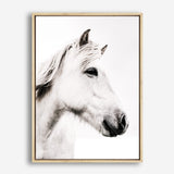 Shop Icelandic Horse Photo Canvas Print a photography framed stretched canvas print from The Print Emporium wall artwork collection - Buy Australian made prints for the home and your interior decor space, TPE-558-CA-35X46-NF