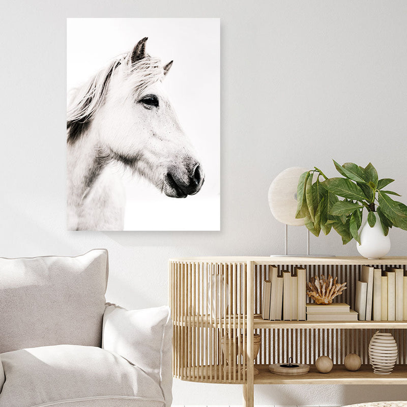 Shop Icelandic Horse Photo Canvas Print a photography framed stretched canvas print from The Print Emporium wall artwork collection - Buy Australian made prints for the home and your interior decor space, TPE-558-CA-35X46-NF
