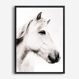 Shop Icelandic Horse Photo Canvas Print a photography framed stretched canvas print from The Print Emporium wall artwork collection - Buy Australian made prints for the home and your interior decor space, TPE-558-CA-35X46-NF