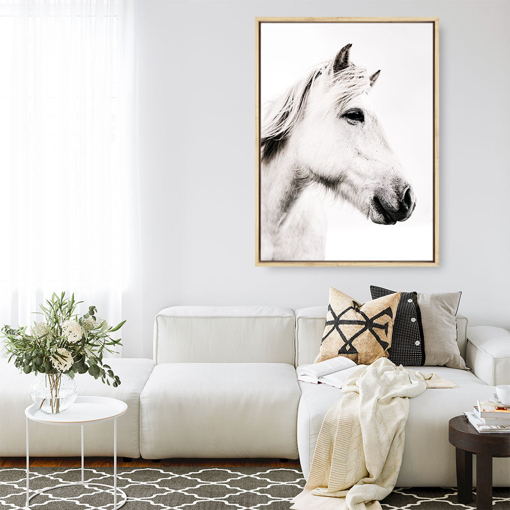 Shop Icelandic Horse Photo Canvas Print a photography framed stretched canvas print from The Print Emporium wall artwork collection - Buy Australian made prints for the home and your interior decor space, TPE-558-CA-35X46-NF