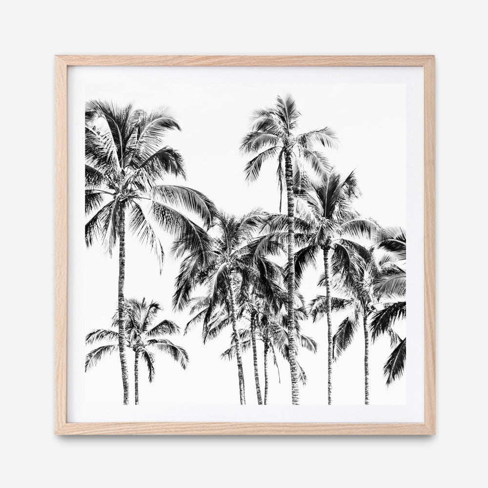 Shop Island Coconut Palms I (Square) Photo Art Print a photography wall art print from The Print Emporium wall artwork collection - Buy Australian made fine art poster and framed prints for the home and your interior decor room, TPE-1282-AP