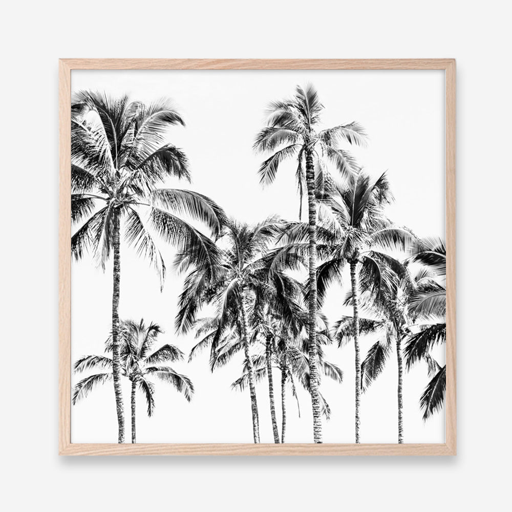 Shop Island Coconut Palms I (Square) Photo Art Print a photography wall art print from The Print Emporium wall artwork collection - Buy Australian made fine art poster and framed prints for the home and your interior decor room, TPE-1282-AP