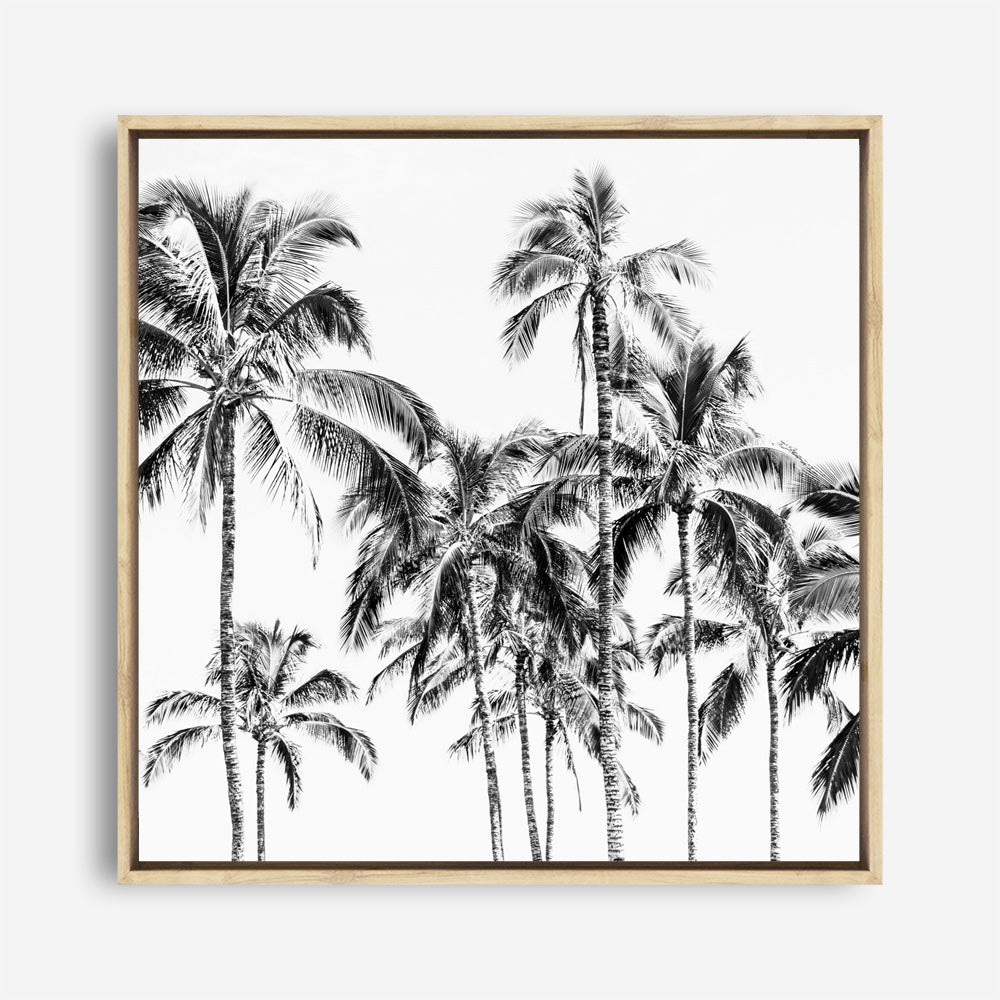 Shop Island Coconut Palms I (Square) Photo Canvas Print a photography framed stretched canvas print from The Print Emporium wall artwork collection - Buy Australian made prints for the home and your interior decor space, TPE-1282-CA-40X40-NF