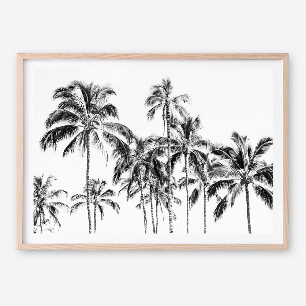 Shop Island Coconut Palms Photo Art Print a coastal themed photography wall art print from The Print Emporium wall artwork collection - Buy Australian made fine art poster and framed prints for the home and your interior decor, TPE-1281-AP
