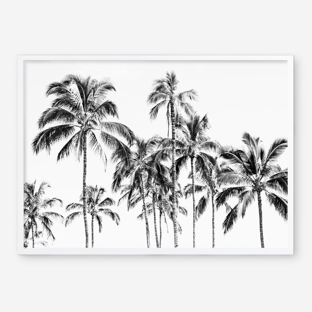Shop Island Coconut Palms Photo Art Print a coastal themed photography wall art print from The Print Emporium wall artwork collection - Buy Australian made fine art poster and framed prints for the home and your interior decor, TPE-1281-AP