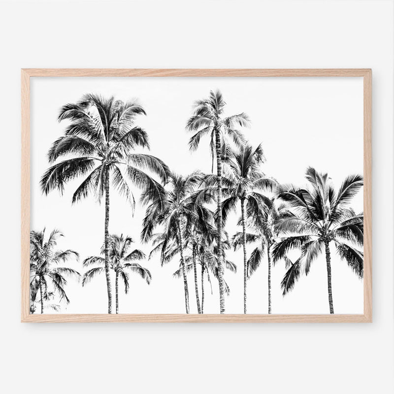 Shop Island Coconut Palms Photo Art Print a coastal themed photography wall art print from The Print Emporium wall artwork collection - Buy Australian made fine art poster and framed prints for the home and your interior decor, TPE-1281-AP