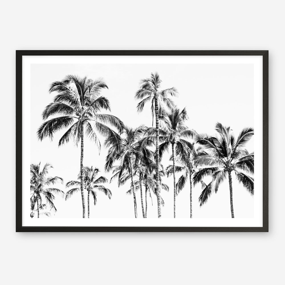 Shop Island Coconut Palms Photo Art Print a coastal themed photography wall art print from The Print Emporium wall artwork collection - Buy Australian made fine art poster and framed prints for the home and your interior decor, TPE-1281-AP