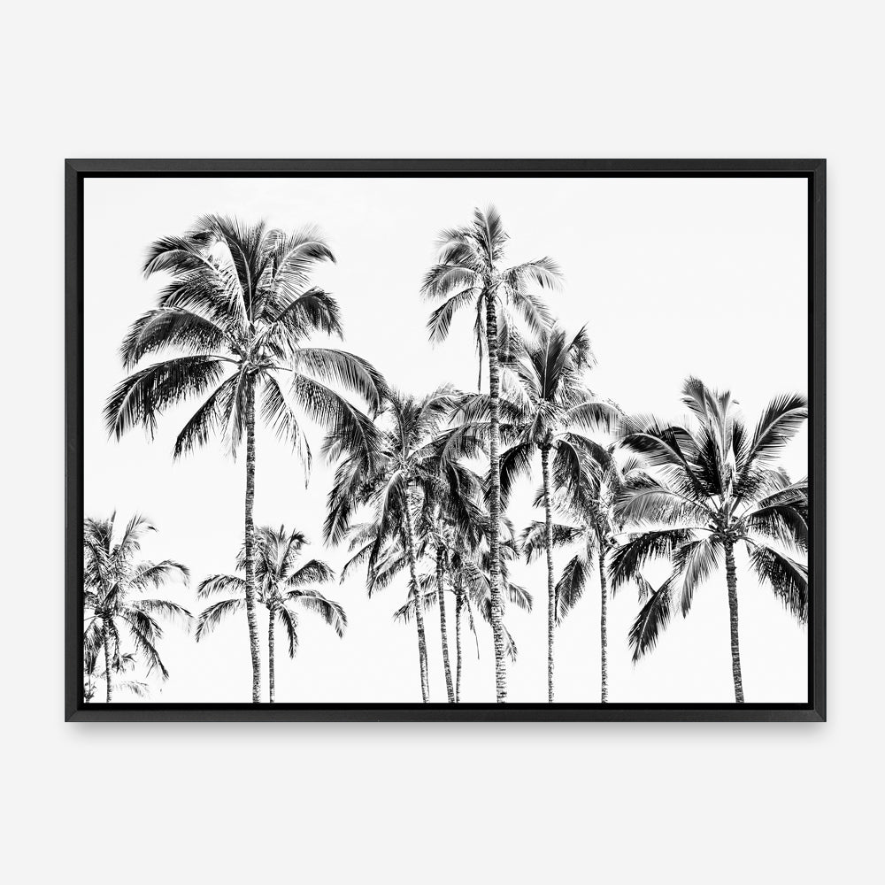 Shop Island Coconut Palms Photo Canvas Print a coastal themed photography framed stretched canvas print from The Print Emporium wall artwork collection - Buy Australian made prints for the home and your interior decor space, TPE-1281-CA-35X46-NF