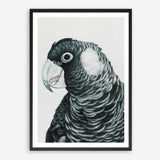 Shop Jimmy The Black Cockatoo Art Print a painted bird themed wall art print from The Print Emporium wall artwork collection - Buy Australian made fine art painting style poster and framed prints for the home and your interior decor room, TPE-228-AP
