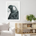 Shop Jimmy The Black Cockatoo Art Print a painted bird themed wall art print from The Print Emporium wall artwork collection - Buy Australian made fine art painting style poster and framed prints for the home and your interior decor room, TPE-228-AP