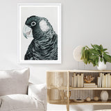Shop Jimmy The Black Cockatoo Art Print a painted bird themed wall art print from The Print Emporium wall artwork collection - Buy Australian made fine art painting style poster and framed prints for the home and your interior decor room, TPE-228-AP