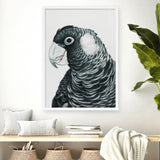 Shop Jimmy The Black Cockatoo Art Print a painted bird themed wall art print from The Print Emporium wall artwork collection - Buy Australian made fine art painting style poster and framed prints for the home and your interior decor room, TPE-228-AP