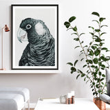 Shop Jimmy The Black Cockatoo Art Print a painted bird themed wall art print from The Print Emporium wall artwork collection - Buy Australian made fine art painting style poster and framed prints for the home and your interior decor room, TPE-228-AP