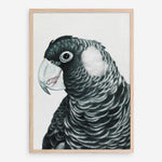 Shop Jimmy The Black Cockatoo Art Print a painted bird themed wall art print from The Print Emporium wall artwork collection - Buy Australian made fine art painting style poster and framed prints for the home and your interior decor room, TPE-228-AP