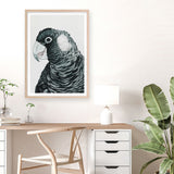 Shop Jimmy The Black Cockatoo Art Print a painted bird themed wall art print from The Print Emporium wall artwork collection - Buy Australian made fine art painting style poster and framed prints for the home and your interior decor room, TPE-228-AP
