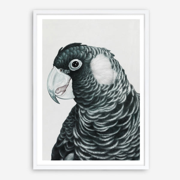Shop Jimmy The Black Cockatoo Art Print a painted bird themed wall art print from The Print Emporium wall artwork collection - Buy Australian made fine art painting style poster and framed prints for the home and your interior decor room, TPE-228-AP