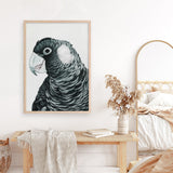 Shop Jimmy The Black Cockatoo Art Print a painted bird themed wall art print from The Print Emporium wall artwork collection - Buy Australian made fine art painting style poster and framed prints for the home and your interior decor room, TPE-228-AP