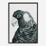 Shop Jimmy The Black Cockatoo Art Print a painted bird themed wall art print from The Print Emporium wall artwork collection - Buy Australian made fine art painting style poster and framed prints for the home and your interior decor room, TPE-228-AP