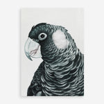 Shop Jimmy The Black Cockatoo Art Print a painted bird themed wall art print from The Print Emporium wall artwork collection - Buy Australian made fine art painting style poster and framed prints for the home and your interior decor room, TPE-228-AP