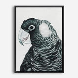 Shop Jimmy The Black Cockatoo Canvas Print a painted bird themed framed canvas wall art print from The Print Emporium artwork collection - Buy Australian made fine art painting style stretched canvas prints for the home and your interior decor space, TPE-228-CA-35X46-NF