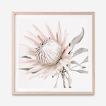 Shop King Protea II (Square) Photo Art Print a floral themed photography wall art print from The Print Emporium wall artwork collection - Buy Australian made fine art poster and framed prints for the home and your interior decor room, TPE-611-AP