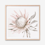 Shop King Protea II (Square) Photo Art Print a floral themed photography wall art print from The Print Emporium wall artwork collection - Buy Australian made fine art poster and framed prints for the home and your interior decor room, TPE-611-AP