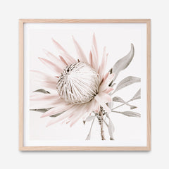 Shop King Protea II (Square) Photo Art Print a floral themed photography wall art print from The Print Emporium wall artwork collection - Buy Australian made fine art poster and framed prints for the home and your interior decor room, TPE-611-AP