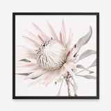Shop King Protea II (Square) Photo Art Print a floral themed photography wall art print from The Print Emporium wall artwork collection - Buy Australian made fine art poster and framed prints for the home and your interior decor room, TPE-611-AP