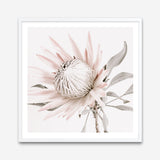 Shop King Protea II (Square) Photo Art Print a floral themed photography wall art print from The Print Emporium wall artwork collection - Buy Australian made fine art poster and framed prints for the home and your interior decor room, TPE-611-AP