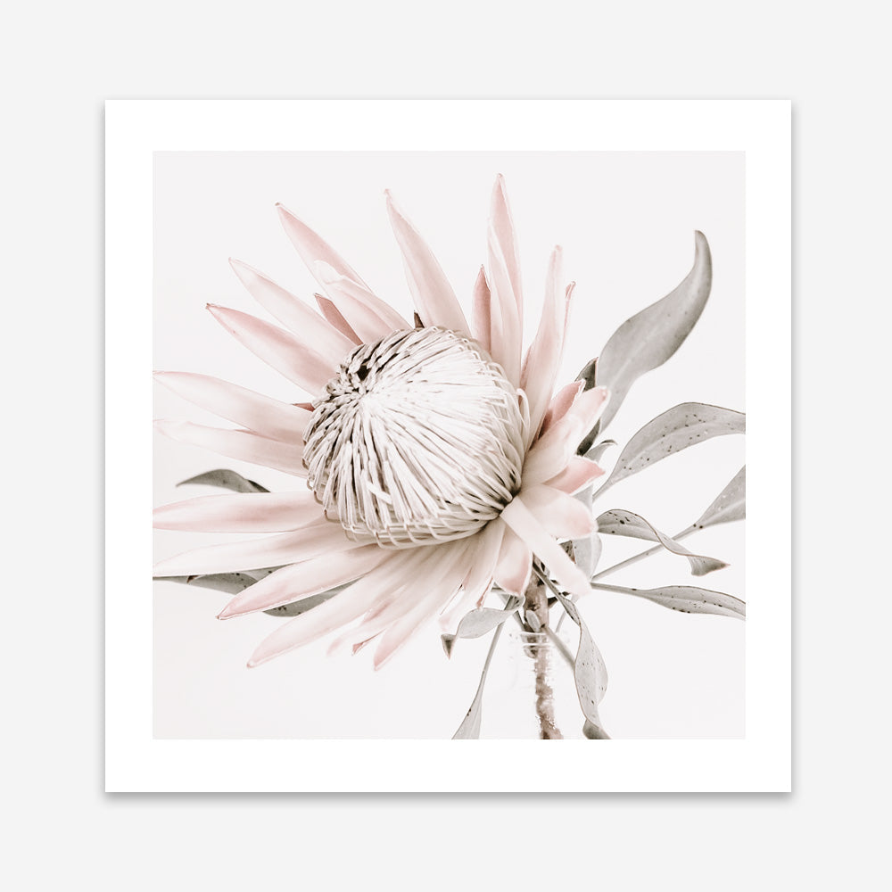 Shop King Protea II (Square) Photo Art Print a floral themed photography wall art print from The Print Emporium wall artwork collection - Buy Australian made fine art poster and framed prints for the home and your interior decor room, TPE-611-AP