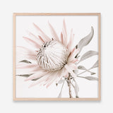 Shop King Protea II (Square) Photo Art Print a floral themed photography wall art print from The Print Emporium wall artwork collection - Buy Australian made fine art poster and framed prints for the home and your interior decor room, TPE-611-AP